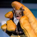 Redescubren una especie de murciélago «perdida» hace 40 años Redescubren una especie de murciélago "perdida" hace 40 años