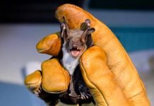 Redescubren una especie de murciélago «perdida» hace 40 años Redescubren una especie de murciélago "perdida" hace 40 años