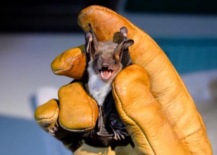 murcielago- Redescubren una especie de murciélago