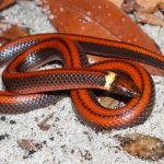 Científicos en Paraguay descubren nueva especie de serpiente subterránea
