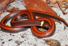 Científicos en Paraguay descubren nueva especie de serpiente subterránea Científicos en Paraguay descubren nueva especie de serpiente subterránea