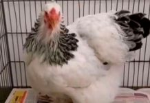 Degenerado pasará un año tras las rejas por violar a gallina en Paraguay Degenerado pasará un año tras las rejas por violar a gallina en Paraguay
