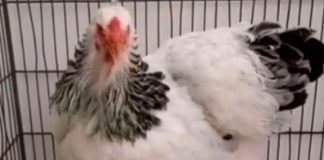 Degenerado pasará un año tras las rejas por violar a gallina en Paraguay