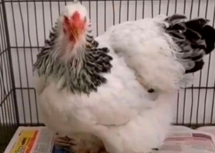 Degenerado pasará un año tras las rejas por violar a gallina en Paraguay