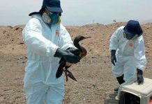 Más de 420 aves rescatadas tras el derrame de petróleo en Perú Más de 420 aves rescatadas tras el derrame de petróleo en Perú