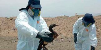 Más de 420 aves rescatadas tras el derrame de petróleo en Perú
