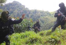 Desmantelan 345.000 plantas de coca y cuatro laboratorios en Honduras Desmantelan 345.000 plantas de coca y cuatro laboratorios en Honduras