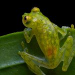 Ecuador: Descubren dos nuevas especies de ranas de cristal