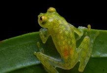 Ecuador: Descubren dos nuevas especies de ranas de cristal Ecuador: Descubren dos nuevas especies de ranas de cristal