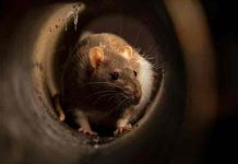 «Ejército» de ratas aterroriza a familia en Reino Unido "Ejército" de ratas aterroriza a familia en Reino Unido