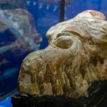 Identifican los restos de una ballena de hace 36 millones de años en Perú