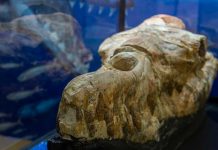 Identifican los restos de una ballena de hace 36 millones de años en Perú Identifican los restos de una ballena de hace 36 millones de años en Perú