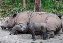 Nacimiento de rinoceronte de Sumatra, trae esperanza para especie en peligro Nacimiento de rinoceronte de Sumatra, trae esperanza para especie en peligro
