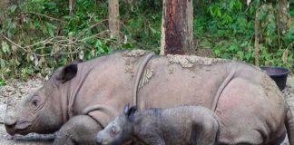 Nacimiento de rinoceronte de Sumatra, trae esperanza para especie en peligro
