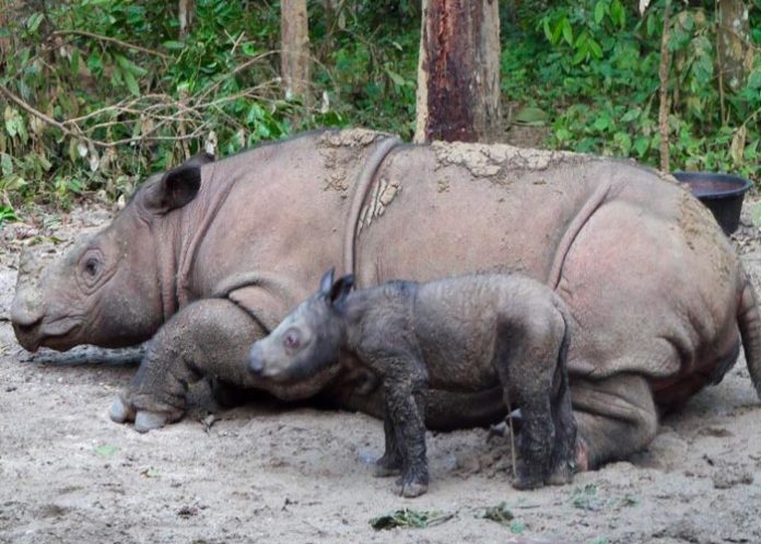 Nacimiento de rinoceronte de Sumatra, trae esperanza para especie en peligro