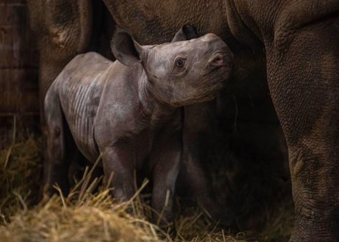 Kiev es el nombre del nuevo ejemplar de rinoceronte en peligro de extinción