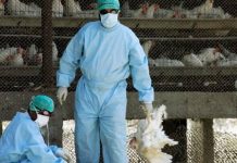 Rumania confirmó la presencia de un nuevo brote de gripe aviar