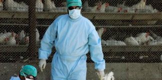 Rumania confirmó la presencia de un nuevo brote de gripe aviar