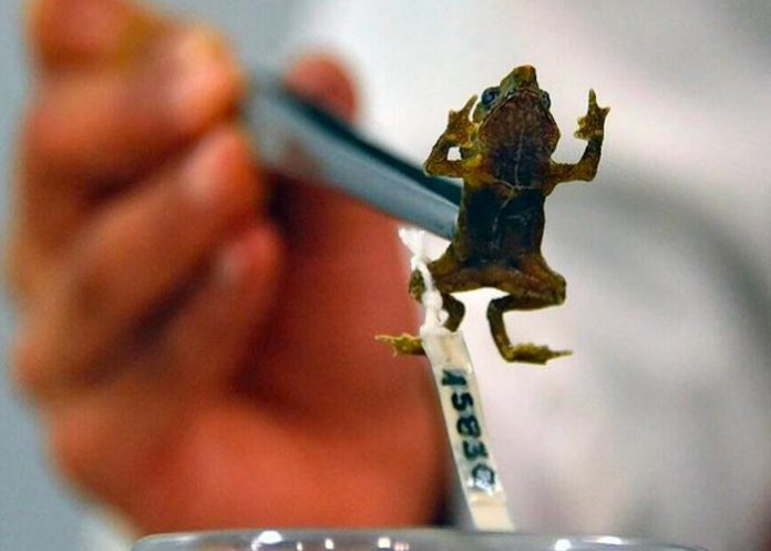 Ecuador: Descubren el canto de un sapo que se consideraba mudo