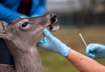 Detectan nueva variante del coronavirus en venados de Canadá