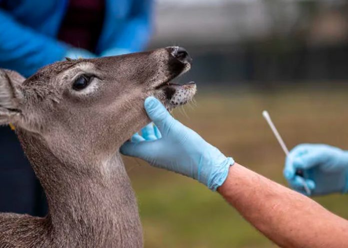 venaos- Detectan nueva variante del coronavirus en venados de Canadá