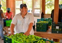 Walmart Centroamérica brinda reconocimiento a productor de Nicaragua Reconocimiento por parte de Walmart a un productor de Nicaragua
