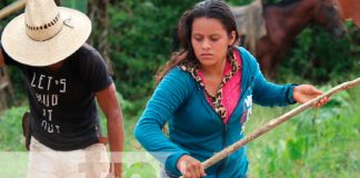 50 mil quintales de frijoles producirán en el Triángulo Minero