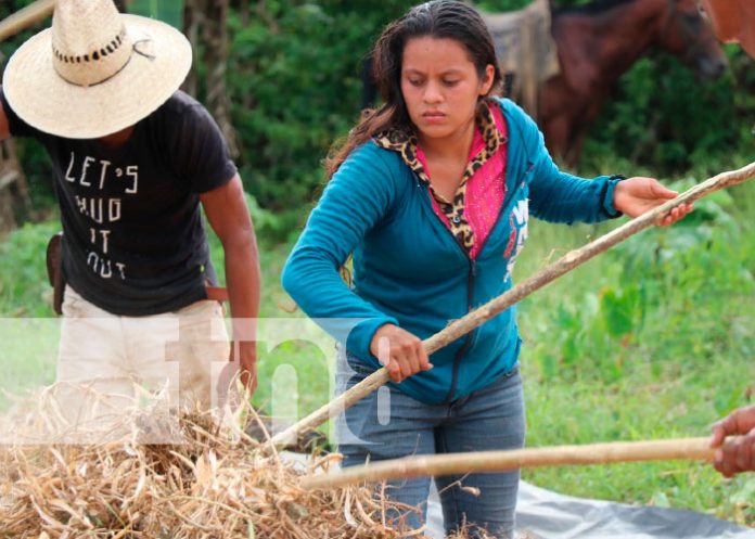50 mil quintales de frijoles producirán en el Triángulo Minero