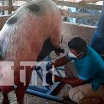 Inauguran "Centro de Extracción de Semen Porcino" en el Jicaro, Nueva Segovia