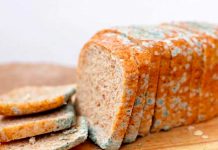 ¡El peor error! Esto pasa cuando te comes la parte “limpia” del pan con moho ¡El peor error! Esto pasa cuando te comes la parte “limpia” del pan con moho