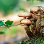 Descubren que los hongos se comunican entre sí con un lenguaje propio