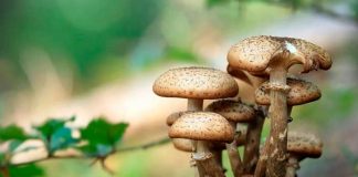 Descubren que los hongos se comunican entre sí con un lenguaje propio