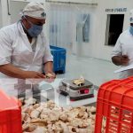 INPESCA realiza muestreo de caracol y pepino de mar en Bilwi