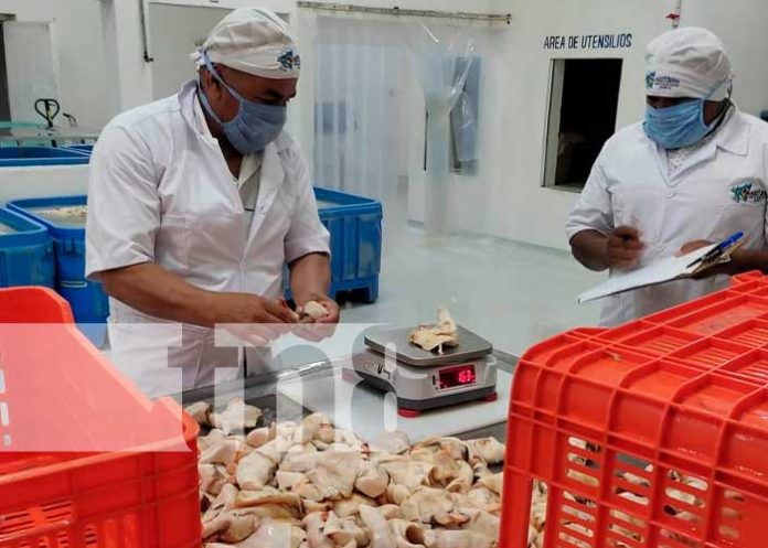 INPESCA realiza muestreo de caracol y pepino de mar en Bilwi