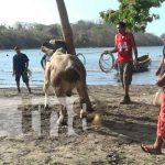 Monta de toros en la playa, una tradición de Semana Santa en Ometepe Monta de toros en la playa, una tradición de Semana Santa en Ometepe