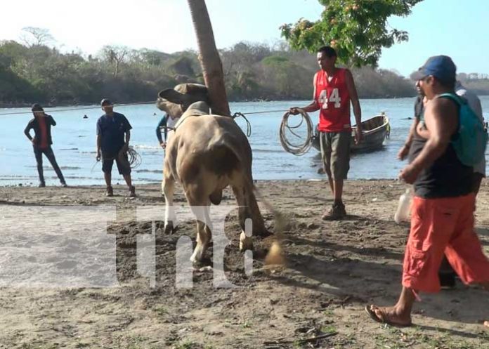 Monta de toros en la playa, una tradición de Semana Santa en Ometepe