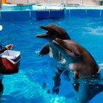 Delfín agrede con violencia a su entrenadora durante show