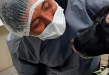 ¡Héroe! Perro salvó a su dueña de la muerte, en Bolivia Perrita rescata de la muerte a su dueña en Bolivia