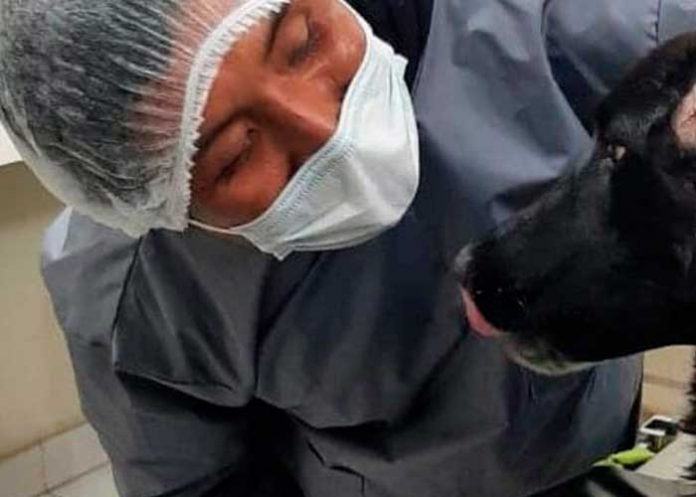 Perrita rescata de la muerte a su dueña en Bolivia