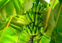 El deleite de cada mañana: Curiosidades sobre el Día Mundial del Plátano Curiosidades sobre el Día Mundial del Plátano