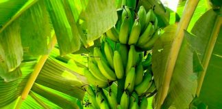 Curiosidades sobre el Día Mundial del Plátano