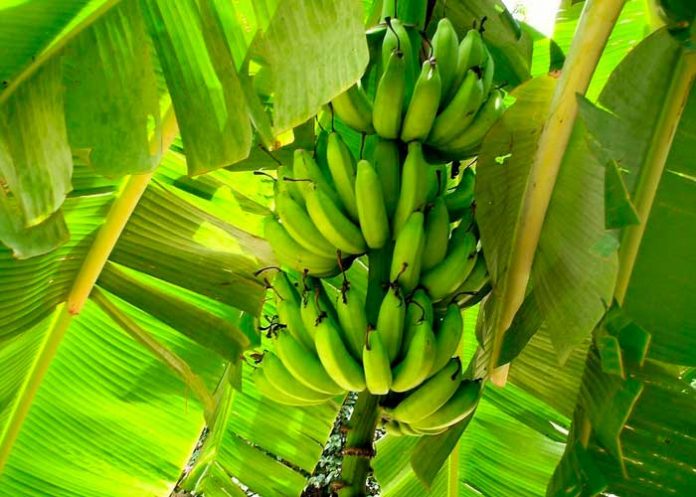 Curiosidades sobre el Día Mundial del Plátano