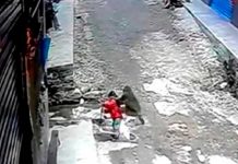 Impresionante: Niña es raptada por un mono salvaje en China Niña es raptada por un mono salvaje en China