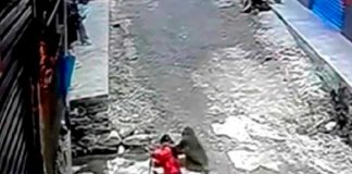 Niña es raptada por un mono salvaje en China