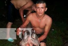 Nace ternero de dos cabezas en Santo Tomás, Chontales Nace ternero de dos cabezas en Santo Tomás