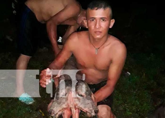 1 Nace ternero de dos cabezas en Santo Tomás