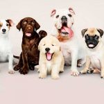 Caen sujetos que robaban perros para cocinarlos como tacos mexicanos.