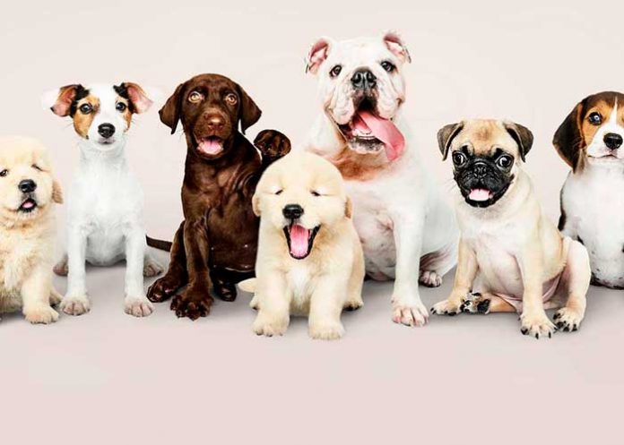 Caen sujetos que robaban perros para cocinarlos como tacos mexicanos.