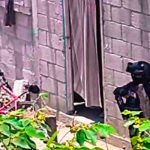 En México motosicarios exterminan a familia completa en su casa En México motosicarios exterminan a familia completa en su casa.