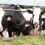 Estudian ganado en España con daños similares a los del Alzheimer Estudian ganado en España con daños similares a los del Alzheimer